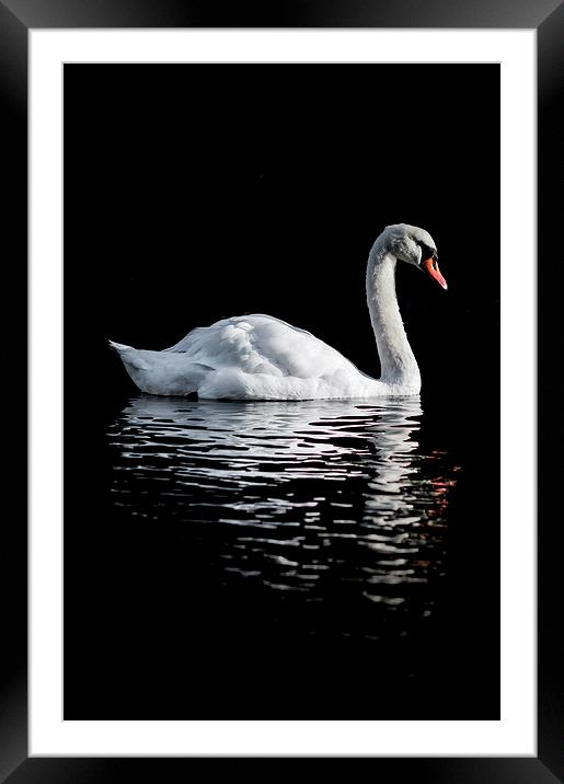 Graceful Reflections Framed Mounted Print by James Byrne