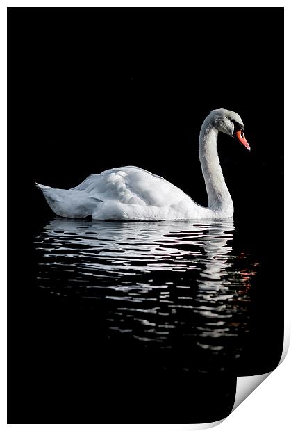Graceful Reflections Print by James Byrne