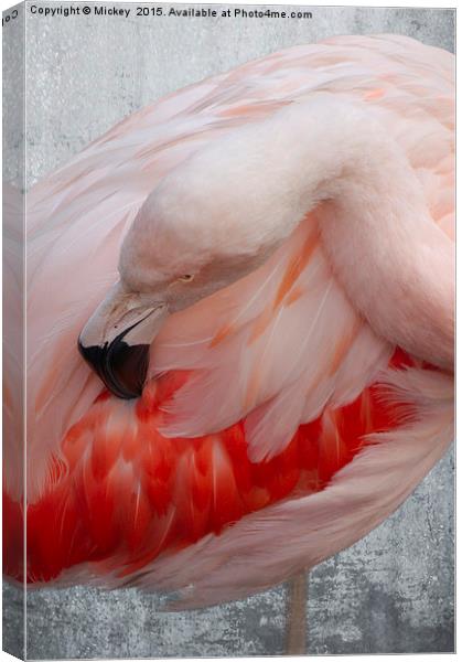 Flamingo Canvas Print by rawshutterbug 