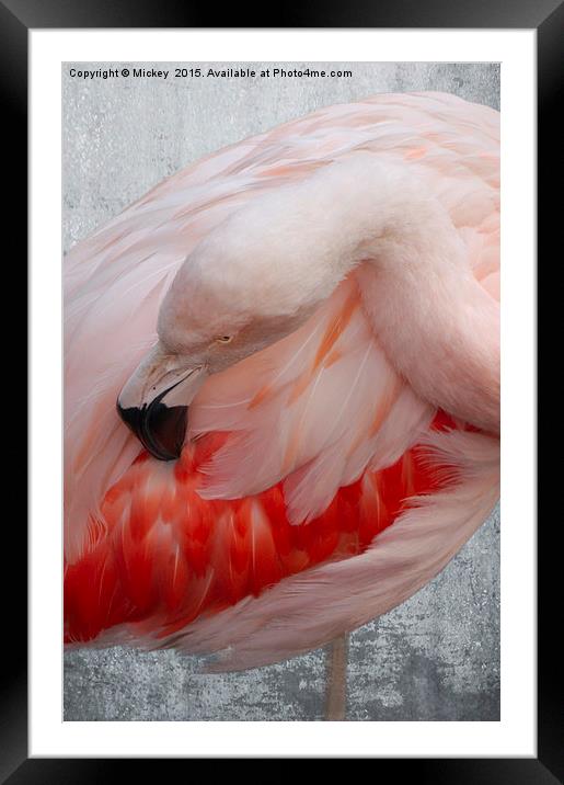 Flamingo Framed Mounted Print by rawshutterbug 