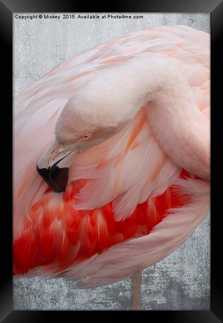 Flamingo Framed Print by rawshutterbug 