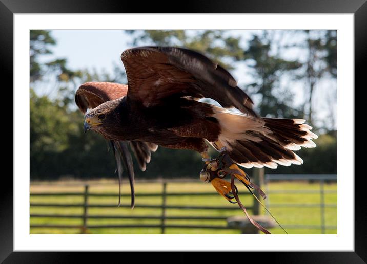 Harris Hawk Flight Framed Mounted Print by J Biggadike