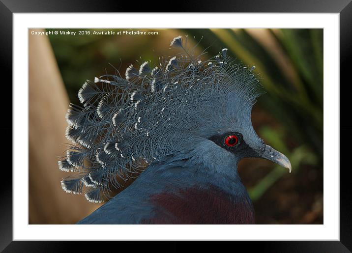 Victoria Crowned Pigeon Framed Mounted Print by rawshutterbug 