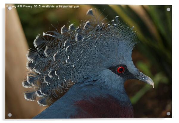 Victoria Crowned Pigeon Acrylic by rawshutterbug 