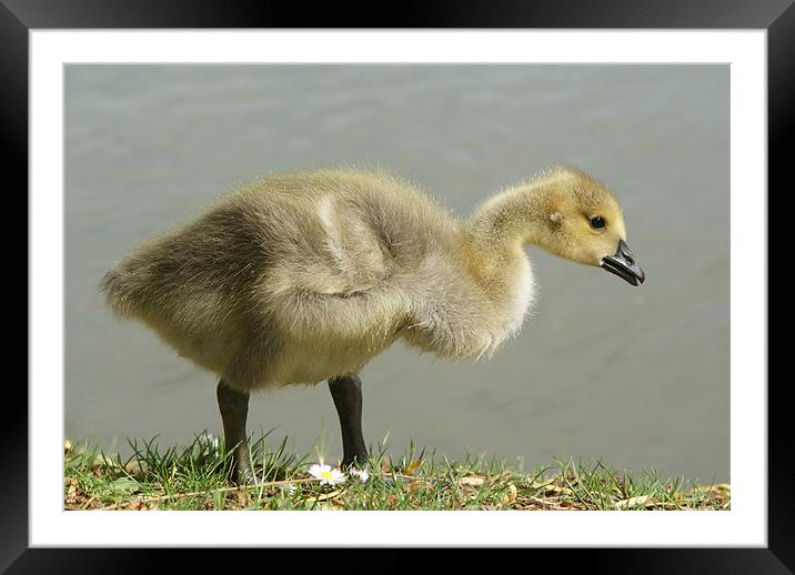 Young Canadian Gosling Framed Mounted Print by Dave Windsor