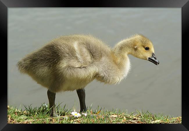 Young Canadian Gosling Framed Print by Dave Windsor