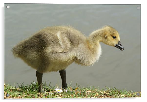 Young Canadian Gosling Acrylic by Dave Windsor