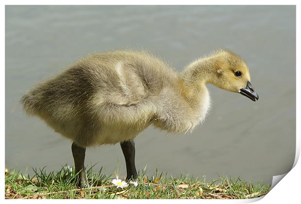 Young Canadian Gosling Print by Dave Windsor