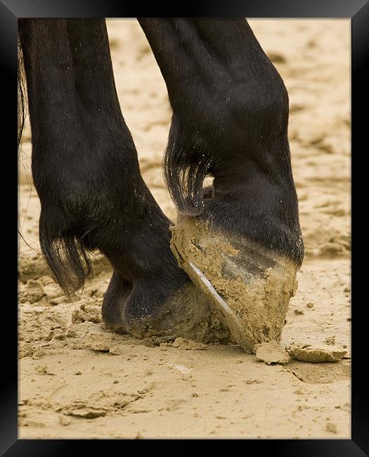 Close up of horses feet Framed Print by Ian Middleton