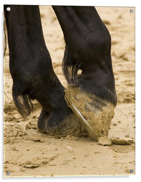 Close up of horses feet Acrylic by Ian Middleton