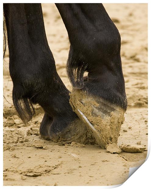 Close up of horses feet Print by Ian Middleton