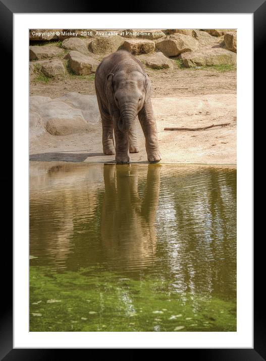 Baby Elephant Reflection Framed Mounted Print by rawshutterbug 