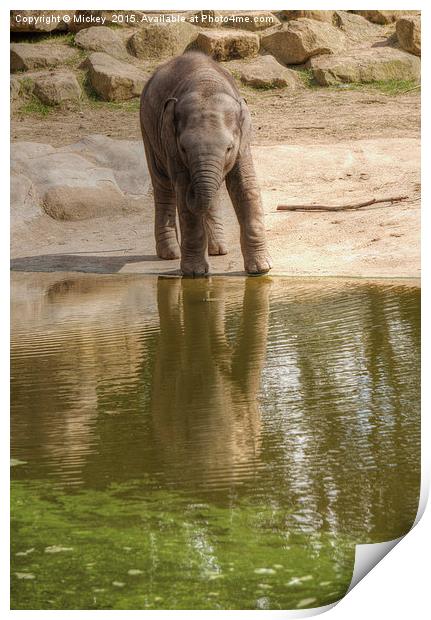 Baby Elephant Reflection Print by rawshutterbug 