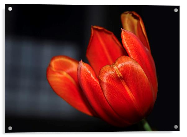 Tulip Acrylic by Harvey Hudson