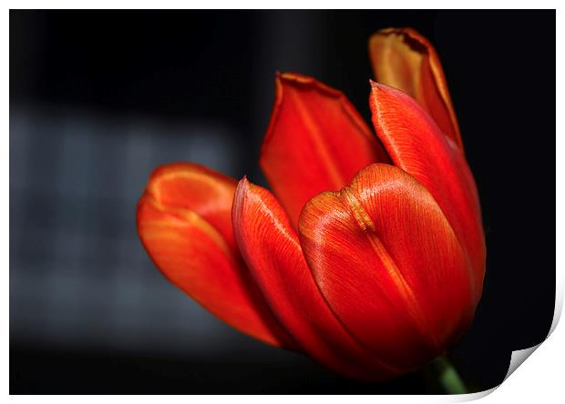 Tulip Print by Harvey Hudson