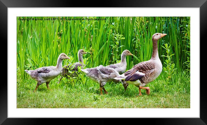 Mother goose leading goslings in the wild Framed Mounted Print by Simon Bratt LRPS