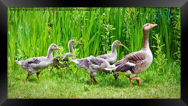 Mother goose leading goslings in the wild Framed Print by Simon Bratt LRPS