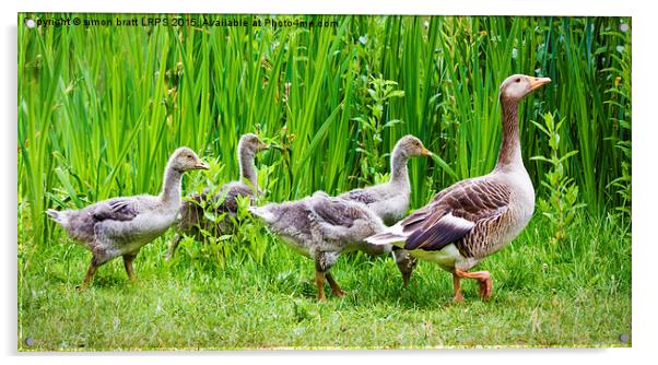 Mother goose leading goslings in the wild Acrylic by Simon Bratt LRPS