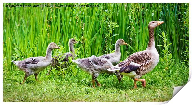 Mother goose leading goslings in the wild Print by Simon Bratt LRPS