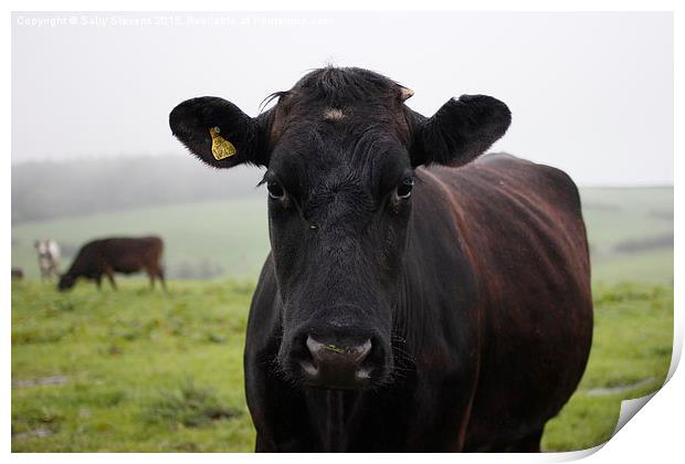  Morning Cow Print by Sally Stevens