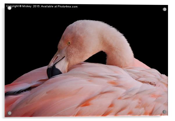 Pink Flamingo Acrylic by rawshutterbug 