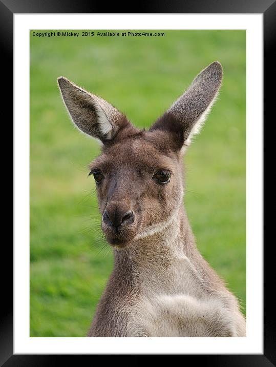 Western Grey Kangaroos Framed Mounted Print by rawshutterbug 