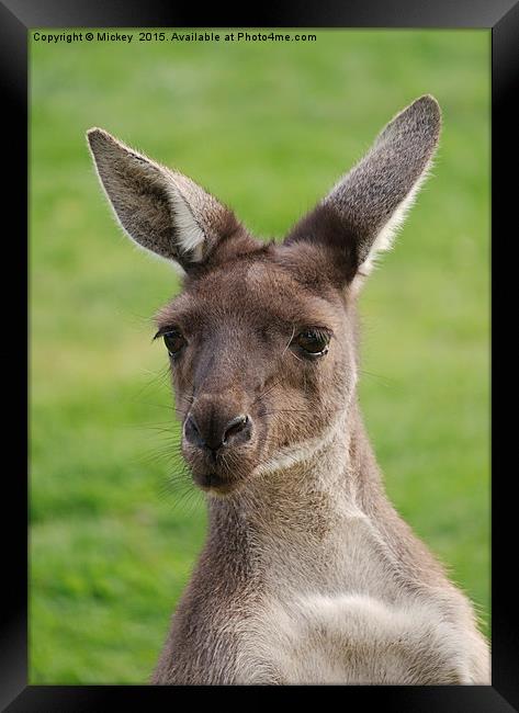 Western Grey Kangaroos Framed Print by rawshutterbug 