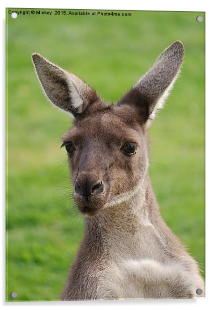 Western Grey Kangaroos Acrylic by rawshutterbug 