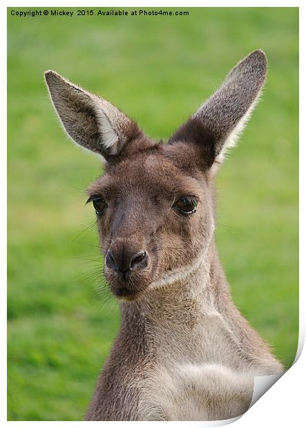 Western Grey Kangaroos Print by rawshutterbug 