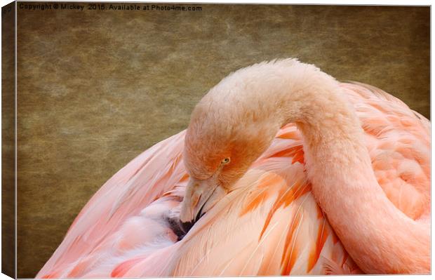 Flamingo Canvas Print by rawshutterbug 