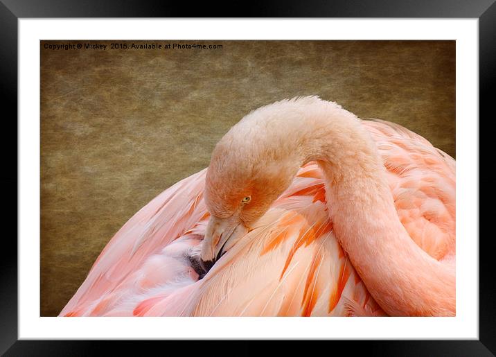 Flamingo Framed Mounted Print by rawshutterbug 