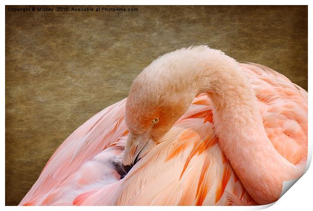 Flamingo Print by rawshutterbug 