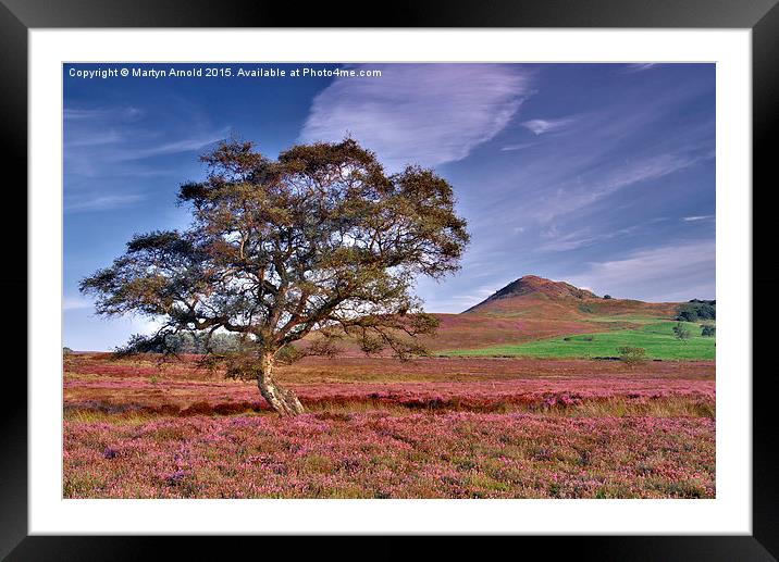  Heather on the Yorkshire Moors Framed Mounted Print by Martyn Arnold