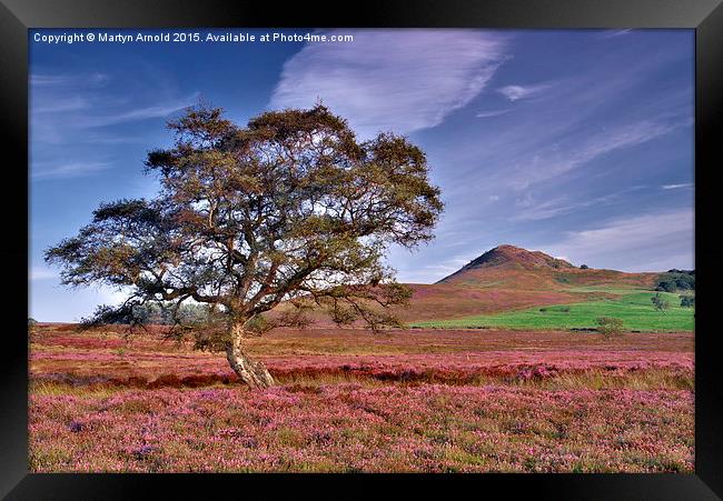  Heather on the Yorkshire Moors Framed Print by Martyn Arnold