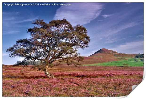  Heather on the Yorkshire Moors Print by Martyn Arnold
