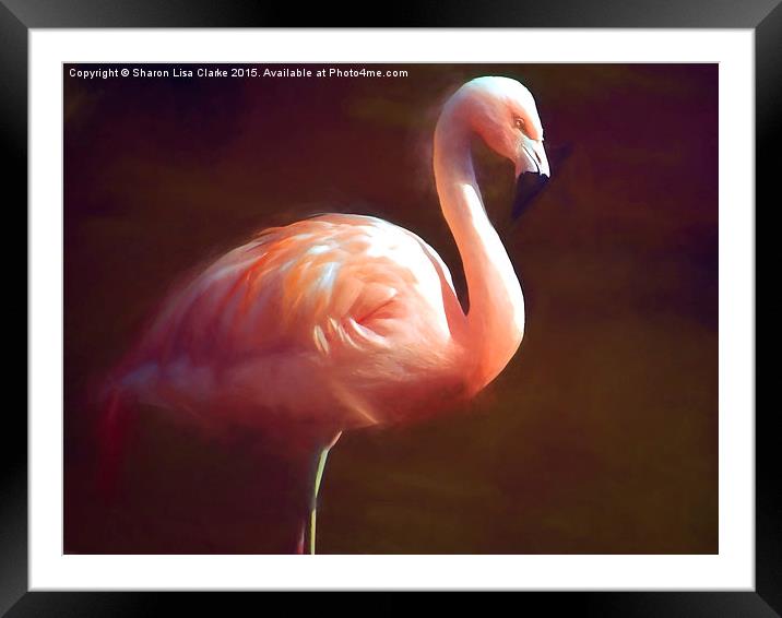  Flamingo dream Framed Mounted Print by Sharon Lisa Clarke