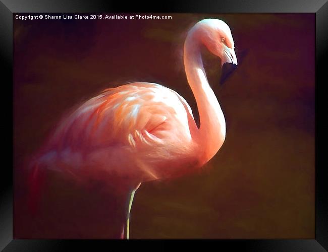  Flamingo dream Framed Print by Sharon Lisa Clarke