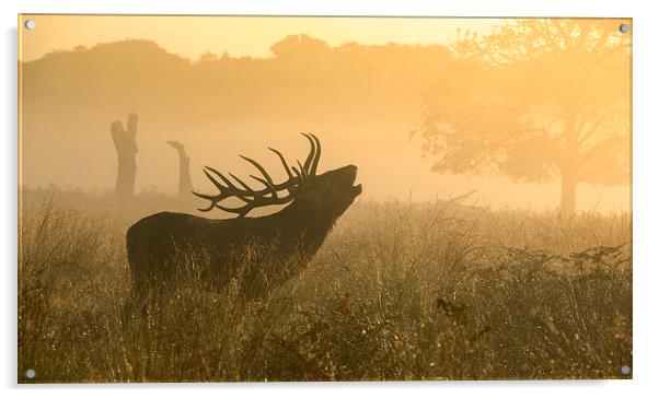  Red deer stag Acrylic by Inguna Plume