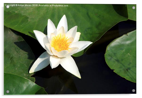  Lotus Flower  Acrylic by Aidan Moran