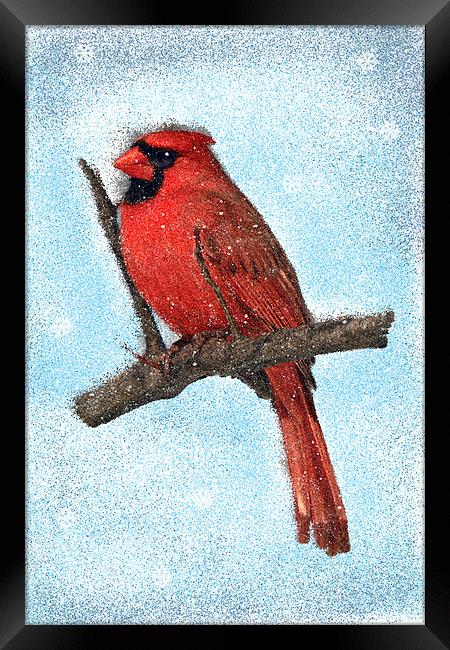 Painted Cardinal Bird, With snowflakes and snow Framed Print by Tanya Hall