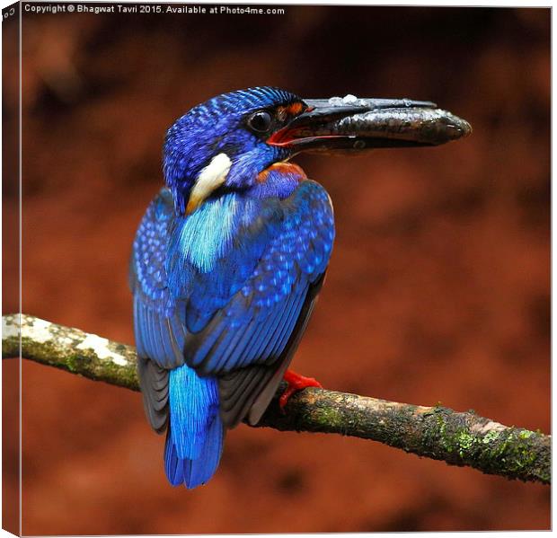  Blue-eared kingfisher m Canvas Print by Bhagwat Tavri
