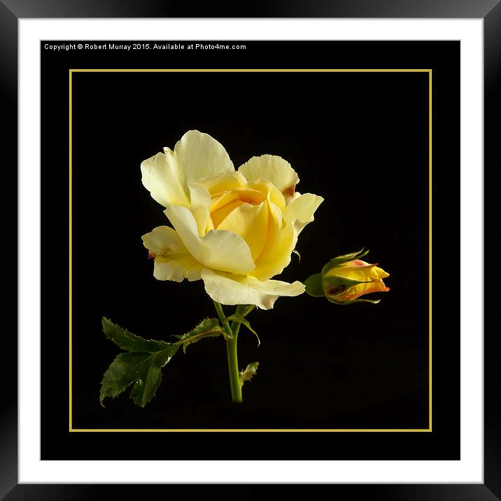  Last Rose of Summer Framed Mounted Print by Robert Murray