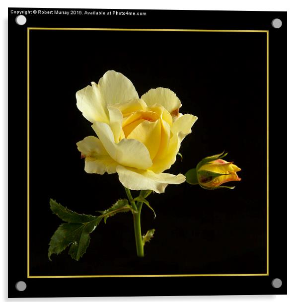  Last Rose of Summer Acrylic by Robert Murray