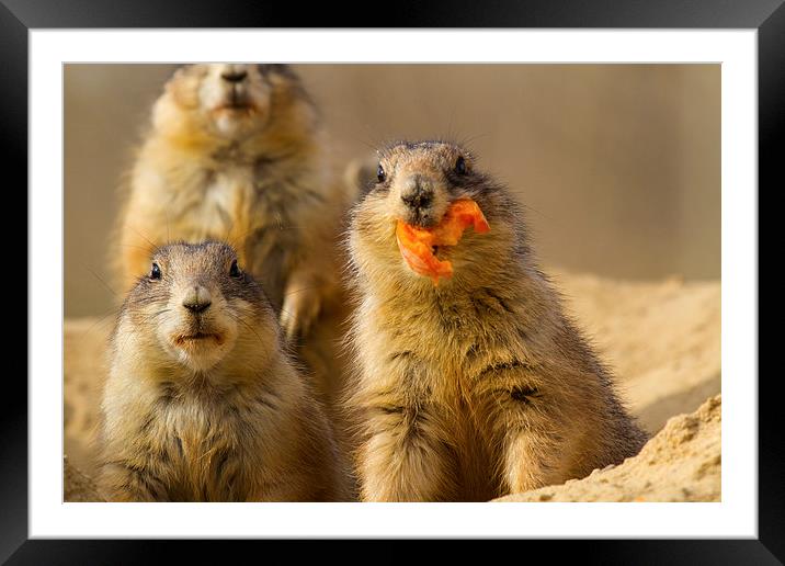 Prairie dog Framed Mounted Print by Thomas Schaeffer