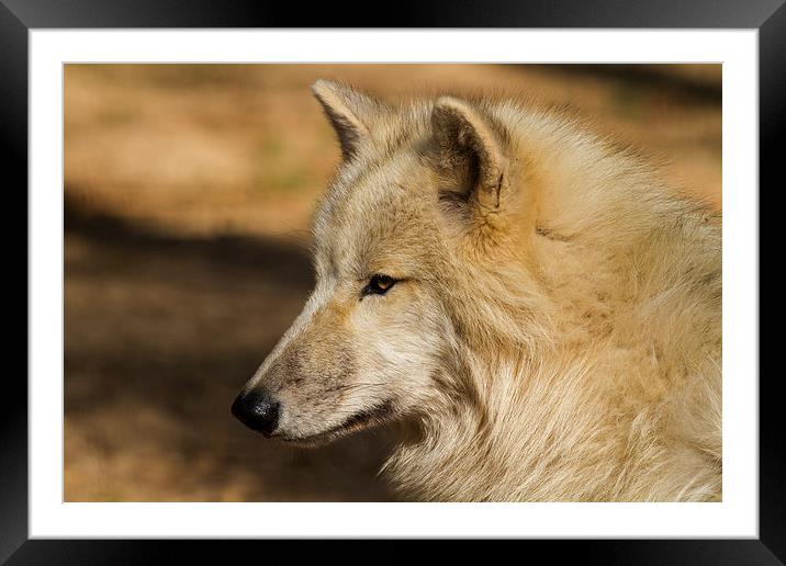 Arctic wolf Framed Mounted Print by Thomas Schaeffer