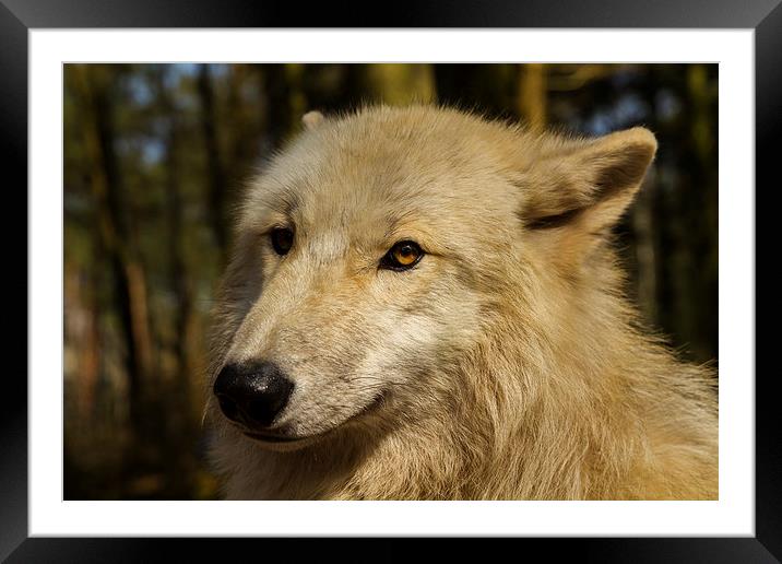 Arctic wolf Framed Mounted Print by Thomas Schaeffer