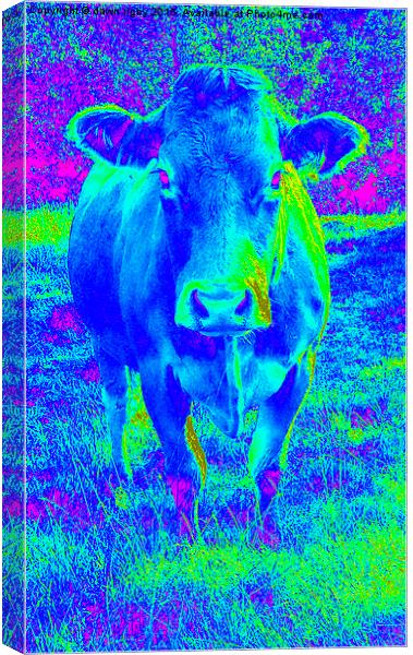  Blue Cow Canvas Print by Dawn Rigby