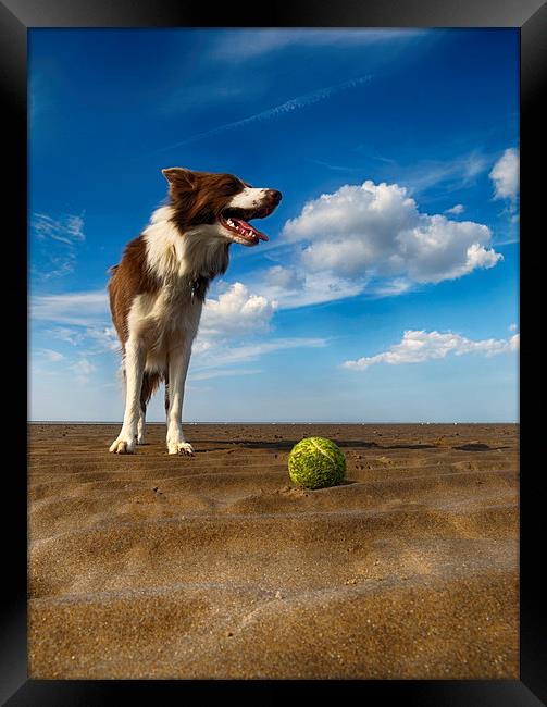  One Dog One Ball Framed Print by Alan Simpson