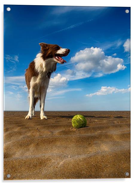  One Dog One Ball Acrylic by Alan Simpson