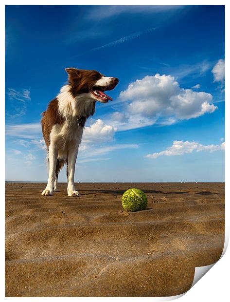  One Dog One Ball Print by Alan Simpson